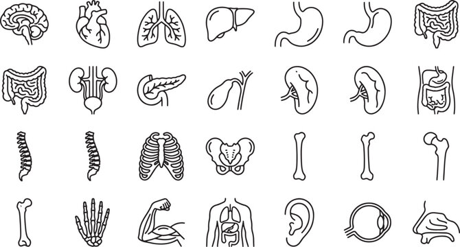 Human Anatomy and Internal Organs Outline Symbols