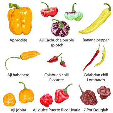 Set of different peppers on a white background