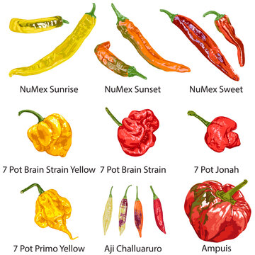Set of different peppers on a white background