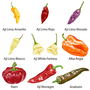 Set of different peppers on a white background