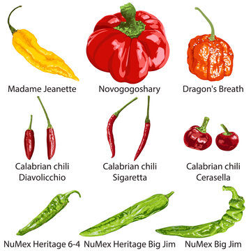 Set of different peppers on a white background