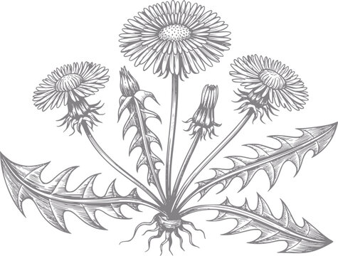 Un bot&aacute;nico detallado de estilo vintage de una planta de diente de le&oacute;n con flores, hojas y ra&iacute;ces visibles