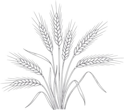 Un dibujo detallado a mano de una gavilla de trigo aislado sobre un fondo blanco, marca de comida org&aacute;nica