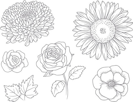 Una colecci&oacute;n de varias flores bot&aacute;nicas dibujadas a mano con una rosa, un girasol y un crisantemo