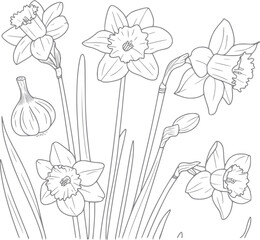 Una línea en blanco y negro de flores de narciso floreciendo y un bulbo para páginas para colorear