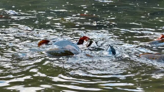 Mixed carp crowd at pond surface. Silver, brown, and orange fish overlap in churning green water viewed from above.