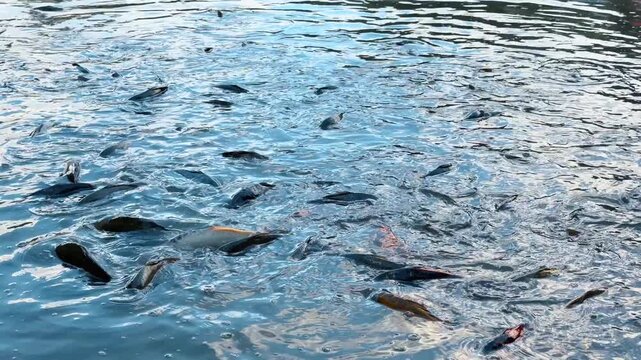Large fish school surfacing in blue water. Numerous dark backs and fins punctuate a broad field of cool toned ripples.