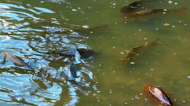 Several fish swimming in green pond water. A single orange carp and multiple dark aquatic animals glide beneath the sunlit surface with visible bubbles.