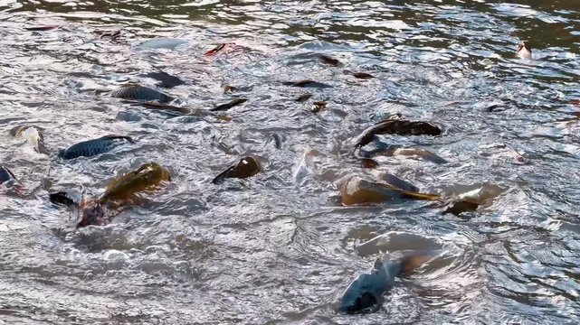 Group of fish splashing and feeding in murky water. A chaotic swirl of movement occurs at the surface as multiple carp swim together.