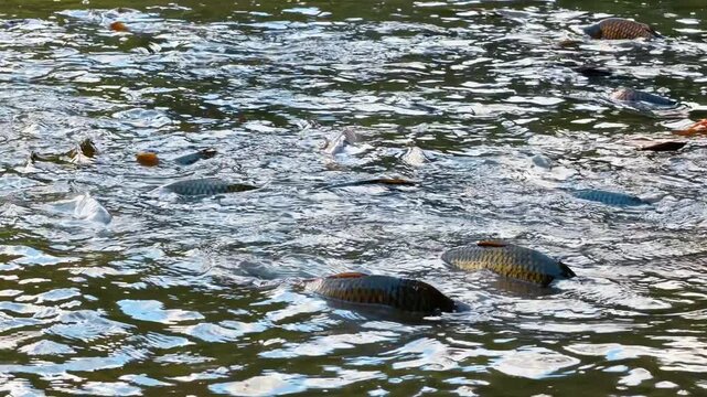 Carp swimming close to the water surface on a sunny day. Bright sunlight reflects on the moving waves as multiple fish swim together.
