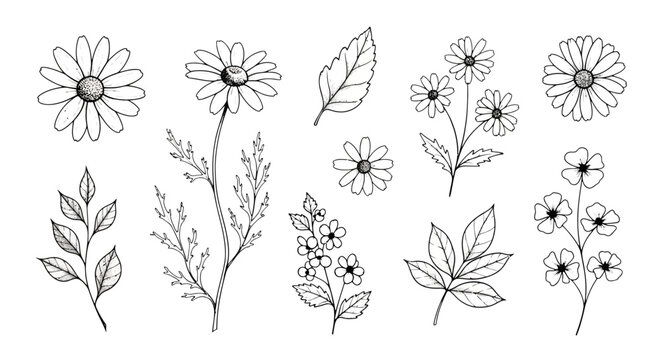 Hand drawn wildflower sketches, botanical line art collection with 10 floral elements, black and white daisy and leaf vector illustrations for wedding stationery