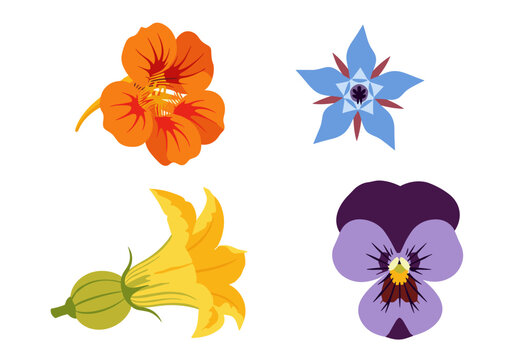 Edible culinary flower vector set featuring orange nasturtium blue borage starflower yellow squash blossom and purple pansy isolated illustration