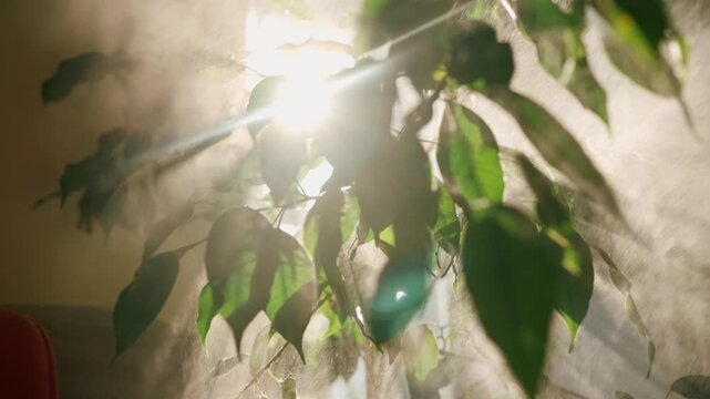 Indoor plant care routine showing a ficus tree's leaves being misted with water from a spray bottle, with bright morning sunlight creating a beautiful flare in the background