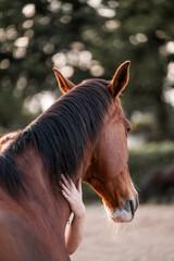 Close-up portrait of a chestnut horse with a dark mane being gently stroked by a human hand outdoors © PIC by Femke