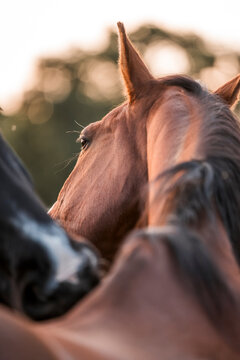 Intimate close-up portrait of a chestnut horse with visible eye and mane, paired with a dark horse in soft golden-hour pasture light
