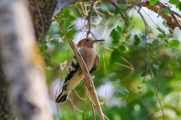 Hoopoe Bird Perched on a Tree Branch in Nature © abul lais
