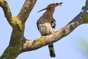Hoopoe Bird Perched on Tree Branch Against Blue Sky © abul lais