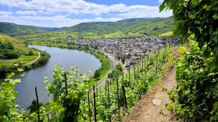 Obraz premium The beautiful Mosel river and town of Bremm, Germany through green vineyards during summer