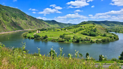 Obraz premium View of the beautiful Moselle Loop at Bremm, Germany. Mosel river with green vineyards and old ruins during summer.