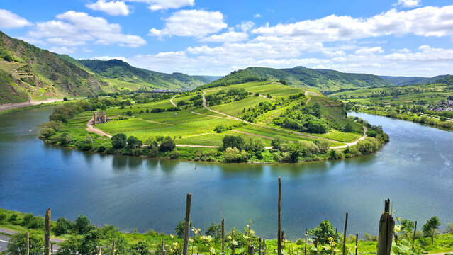 The beautiful Moselle Loop at Bremm, Germany. Mosel river with green vineyards and old ruins during summer.