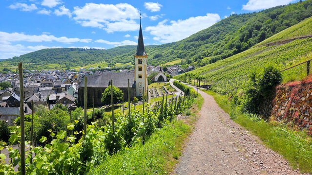 Saint Lawrence Church and town of Bremm, Germany amongst the  green vineyards during summer