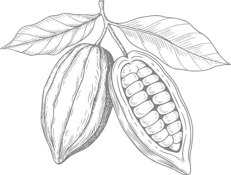 Dibujo a mano de vainas de cacao enteras y abiertas con hojas aisladas sobre un fondo blanco para