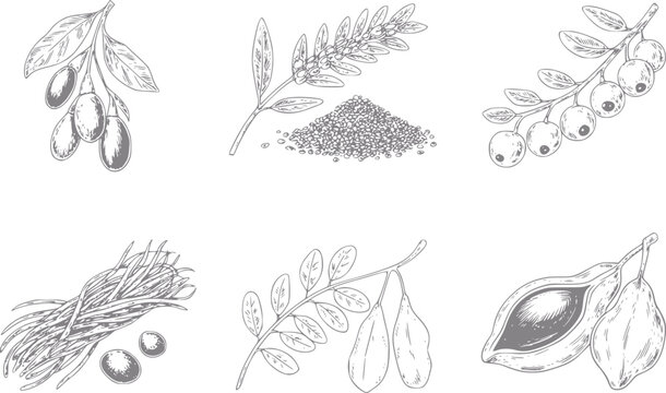 Set dibujado a mano de varias plantas bot&aacute;nicas, semillas y frutas para comida org&aacute;nica natural y herbal