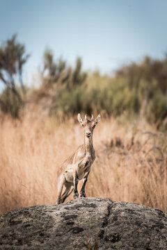 Steenbok antelope standing alert on a rocky outcrop in dry savanna grass with shrubs in the background