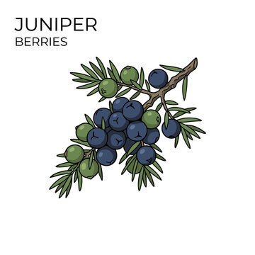 Flat vector illustration of juniper berry branch and leaf, botanical hand drawn style, isolated on white background