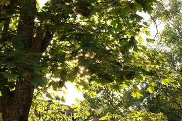 Fototapeta premium Bright sun rays shining through green maple tree leaves and seeds.