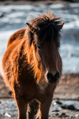 Shaggy brown pony with thick winter coat and windswept mane standing on snowy, rocky shoreline in soft light © PIC by Femke