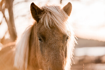 Sunlit close-up portrait of a chestnut horse with a long blonde mane and soft golden backlight in a rural outdoor setting © PIC by Femke