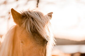 Close-up portrait of a palomino horse head with flaxen mane in warm backlight on a farm © PIC by Femke
