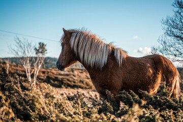 Chestnut horse with flaxen mane standing on windswept heathland at golden hour under clear blue sky © PIC by Femke