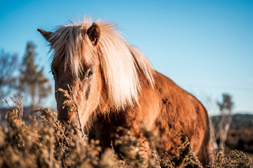 Sunlit chestnut pony with long blonde mane grazing among heath vegetation in warm late afternoon light © PIC by Femke
