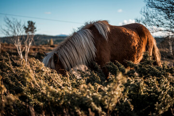 Brown pony with long blond mane grazing among gorse bushes on heathland at golden hour in a rural countryside landscape © PIC by Femke