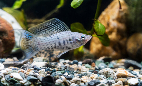 Sailfin Molly (Poecilia velifera) in Freshwater Aquarium