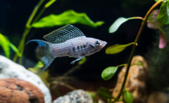 Sailfin Molly (Poecilia velifera) in Freshwater Aquarium