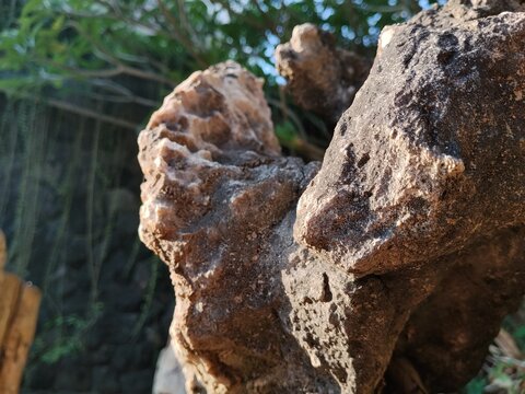 A coral reef in a forest, with a rough texture and surrounded by green vegetation.

The rock's surface displays natural mineral textures and rough geological patterns.