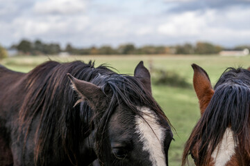 Close-up of two black horses with white markings in a green pasture under an overcast sky, heads and manes visible © PIC by Femke