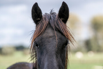 Close-up portrait of a dark horse with windswept mane and alert ears in a blurred pasture © PIC by Femke