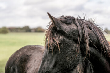 Close-up portrait of a black horse with a long windblown mane standing in a green pasture under a cloudy sky with soft natural light © PIC by Femke