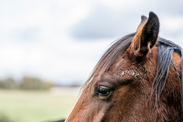 Close-up profile of a bay horse head showing eye, ear and mane with blurred pasture background © PIC by Femke