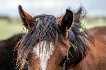 Close-up portrait of a chestnut horse with a white facial blaze and windswept dark mane in a grassy field © PIC by Femke