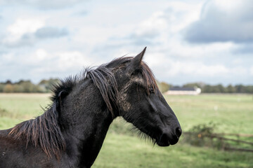 Portrait of a black horse in a grassy rural pasture under a cloudy sky, profile view with windblown mane © PIC by Femke