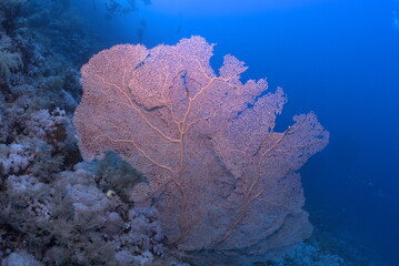 Giant Gorgonian coral in the Red Sea Egypt © DJ