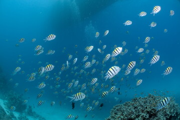 Large school of Sergeant Major fish in the Red Sea Egypt © DJ