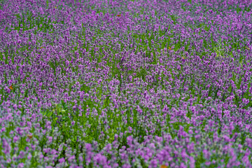 Fototapeta premium Vibrant Blooming Lavender Field in Full Bloom