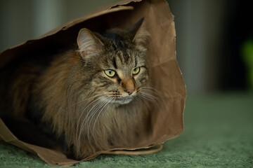 Fluffy Tabby Cat Hiding in a Brown Paper Bag © TetianaRUD