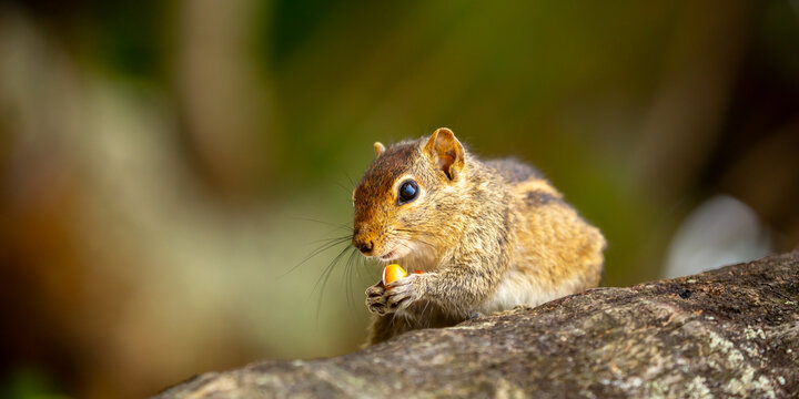 Chipmunk against the backdrop of tropical nature. Chipmunk close-up, running along tree branches.